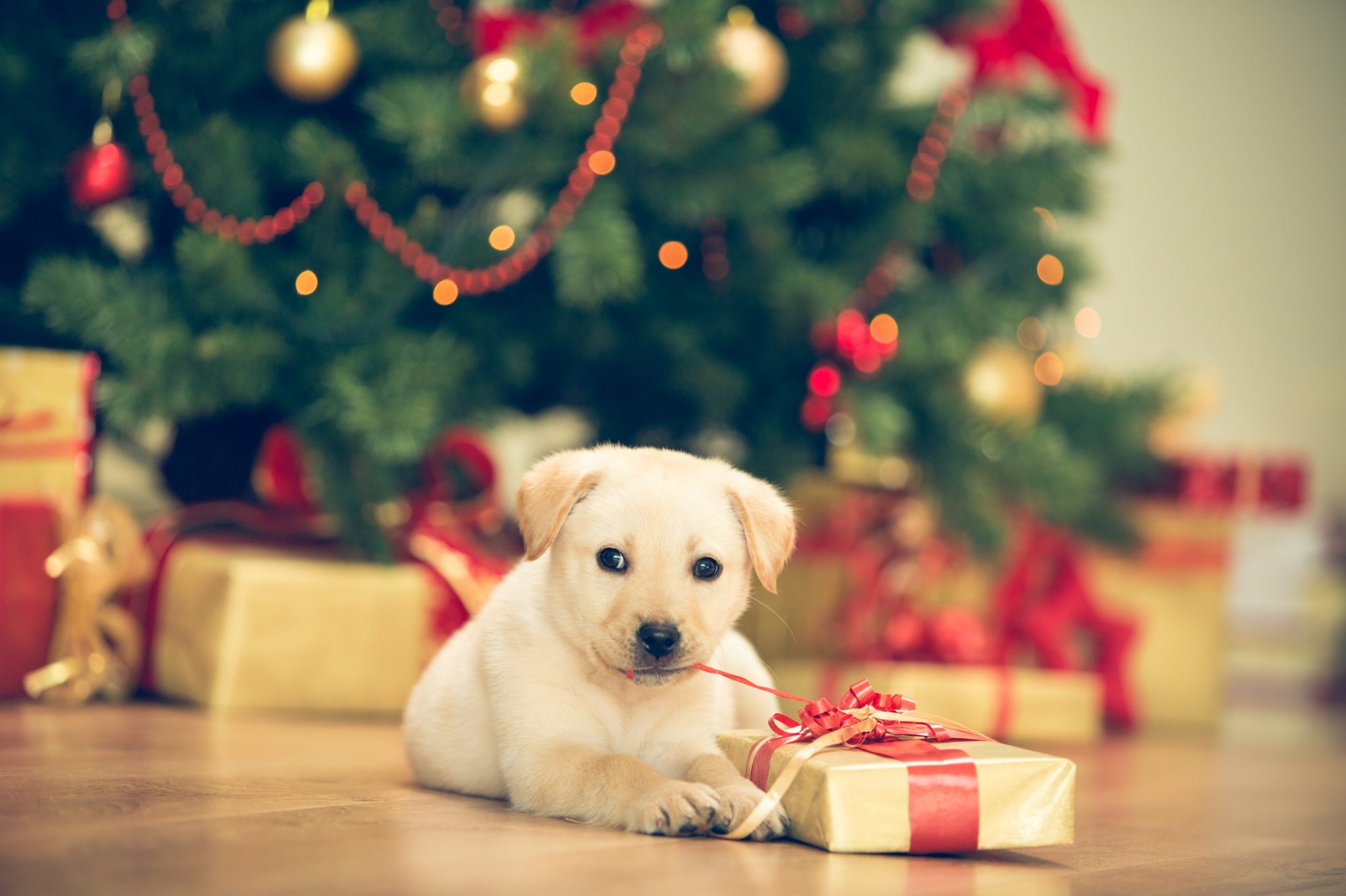 Puppy for Christmas