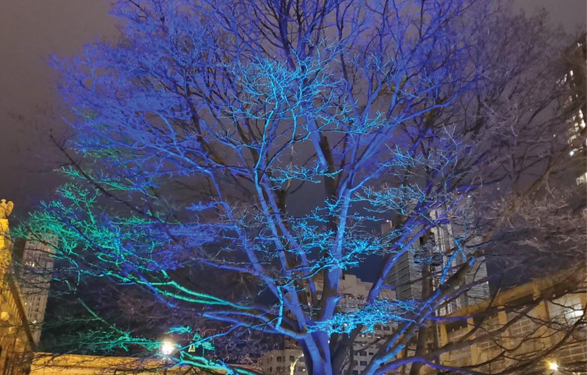 trees in Cathedral Square Park