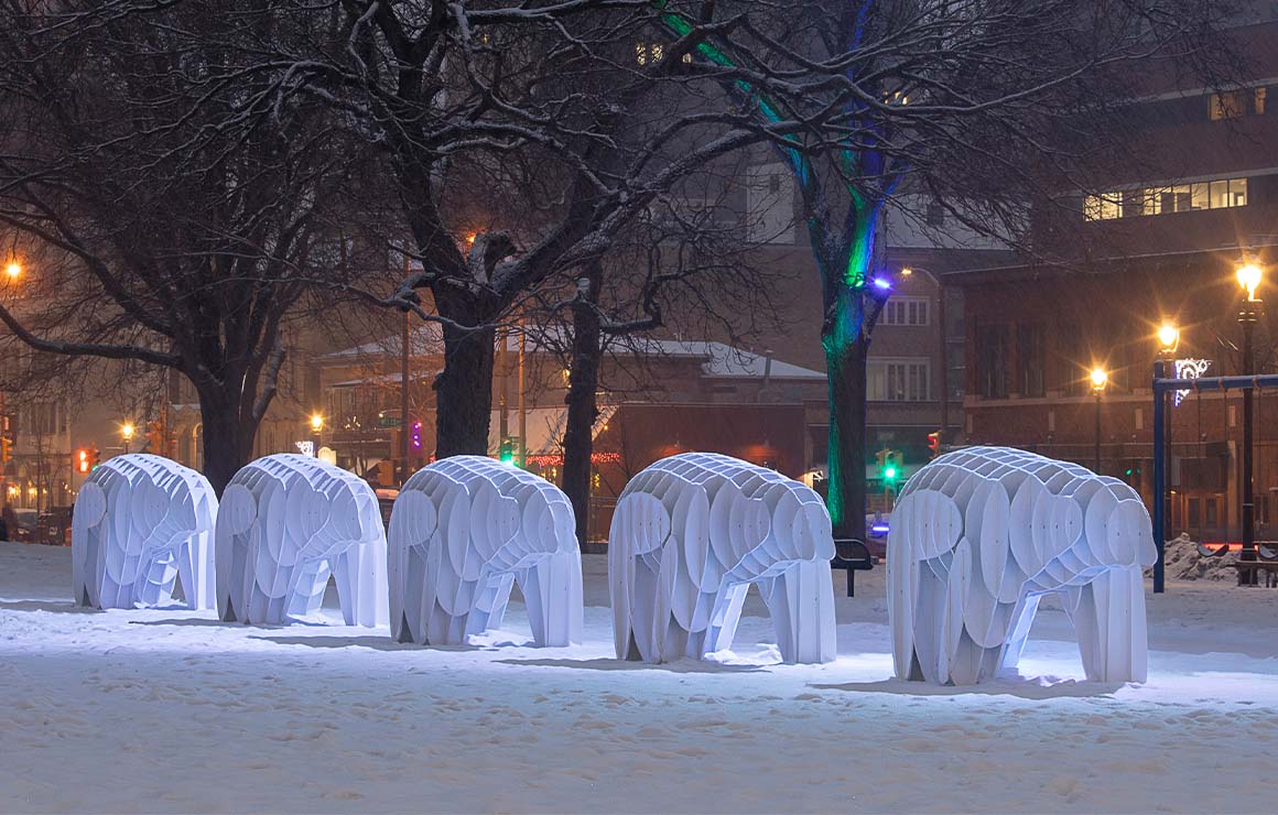 Five massimals lined up in the snow.